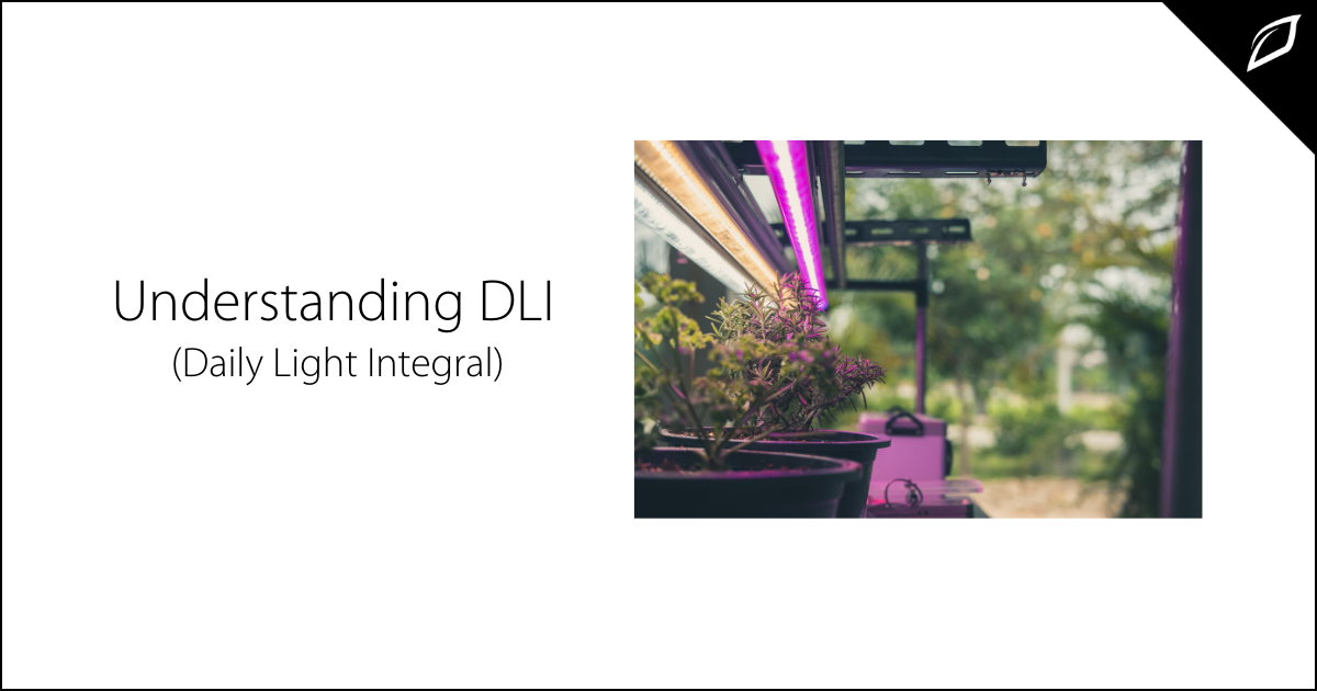 Understanding Daily Light Integral | What is DIL? | Growlink